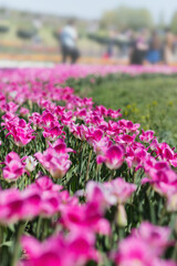 Fototapeta premium Spring background with blooming tulip field. Beautiful blossom pink tulips flowers field