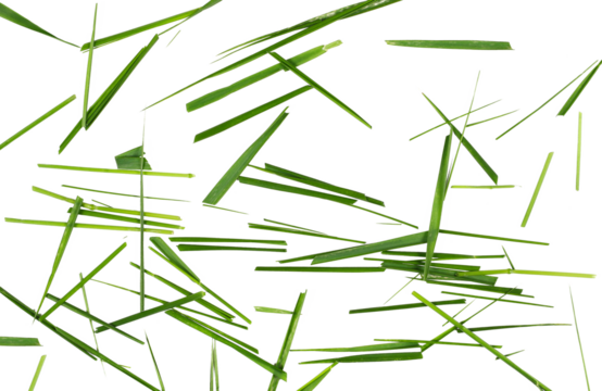 Green cut wild grass isolated on white background and texture, top view