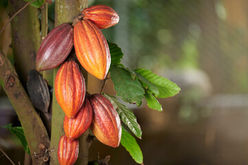 Cacao crop pod  close up view - obrazy, fototapety, plakaty