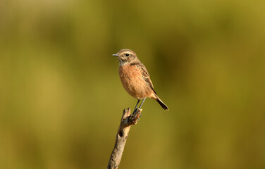Fototapeta premium Tarabilla en la ramita