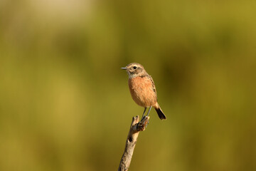 Tarabilla en la ramita
