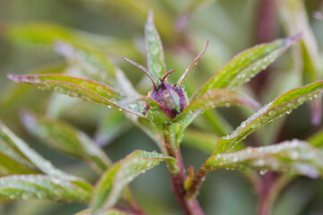 Buds of peonies flowers in blurred natural green background in garden. Peony with raindrops.