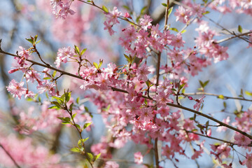 Blooming pink Japanese cherry branches
