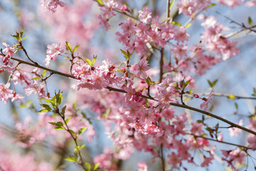 Fototapeta na wymiar Close-up of pink cherry 'Fukubana' blooming flowers (Prunus subhirtella)