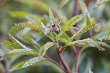 Buds of peonies flowers in blurred natural green background in garden. Peony with raindrops.