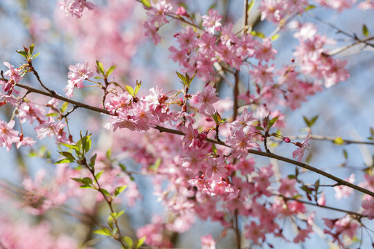  Close-up of pink cherry 'Fukubana' blooming flowers (Prunus subhirtella)