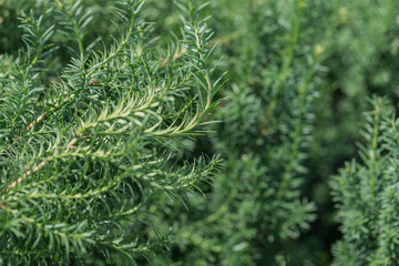 Fresh rosemary herbs growing outdoors. Agriculture and gardening concepts