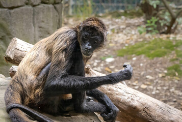Spider Monkey foraging at a zoo in Tennessee.
