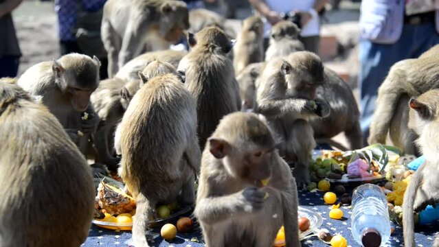 The monkeys enjoy eating local fruits ,vegetables, salad, eggs, dessert which bring people to thank in Monkey party Phra  Phrang Sam Yod temple, Lopburi city in Thailand.