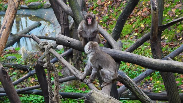 male japanese macaque (macaca fuscata) looking for fleas from a female