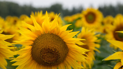 Fototapeta premium Sunflower close up, early morning in summer
