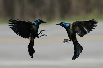 Grackle fighting in midair, flapping, 