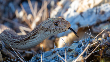 Sonoran gopher snake, Pituophis catenifer, hunting for packrats on prickly pear cacti with large...