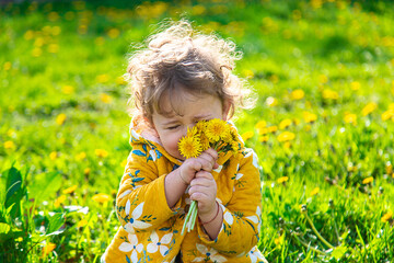 A child in the garden sniffs blooming dandelions in spring. Selective focus.