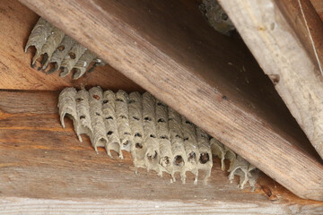 Mud Dauber wasp nest from last season