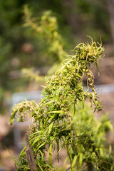 Marijuana refers to the dried leaves, flowers, stems, and seeds from the hemp plant