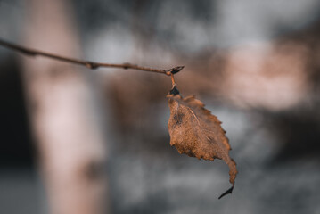 uschnięty liść na drzewie późnej jesieni © Leszek