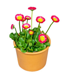 Isolated blooming bellis flowers in a flower pot