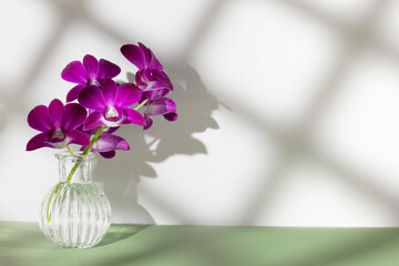 Blooming sprig of purple orchid in transparent vase on khaki table, copy space, horizontal photo. Flower silhouette and blurred shadow mesh on white wall. Orchidaceae, minimalist aesthetic.