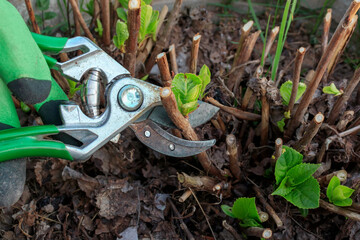 Spring pruning with hand pruning shears of a tree hydrangea bush in the garden.