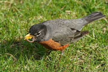 Robin with worm on lawn in spring grass