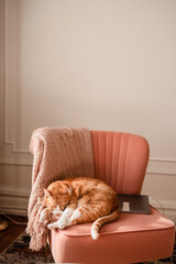 ginger cat sleeping on pink chair enjoying life home decor furniture 