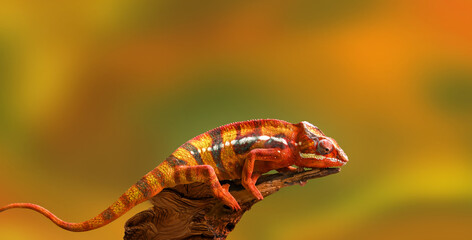 beautiful chameleon on the wood