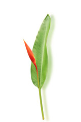 Obraz premium Colorful flowers and tropical leaves on white background with clipping path.