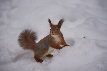 Naklejka na ściany i meble squirrel in snow