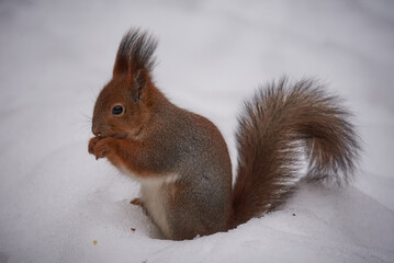 Red squirrel eats a nut