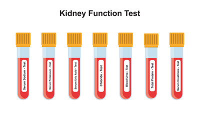 Kidney Function Blood Test Concept Design. Vector Illustration.
