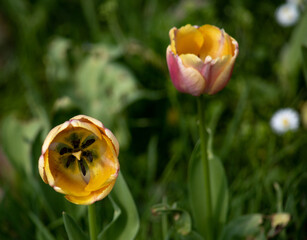 The inside of a tulip in a meadow with a blurred background