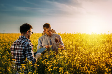 Two farmers are standing in the field surrounded by oilseed rape crops and inspecting the root