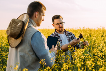 Two Caucasian men in the fields re looking at the root of the plant and examining it.