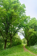 footpath and trees with bright green foliage in forest or park, abstract natural background. Beautiful atmosphere harmony landscape. spring, summer season. Ecology, organic, save earth concept.