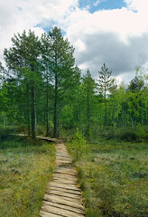 old wooden ecological hiking trail, Trekking route in forest nature reserve. Wooden walkway, forest pine trees, riding swamp. travel outdoor, ecotourism, relax, recreation concept. template for design