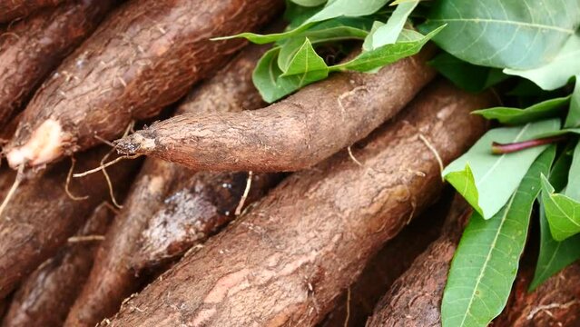 mandioca, cassava, aipim, at the street market