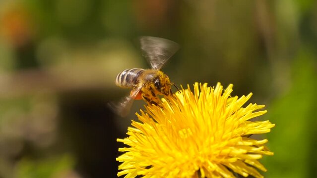 bee collects nectar from a dandelion flower slow motion