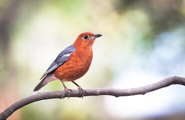 orange-headed thrush is a bird in the thrush family. It is common in well-wooded areas of the Indian Subcontinent and Southeast Asia. 