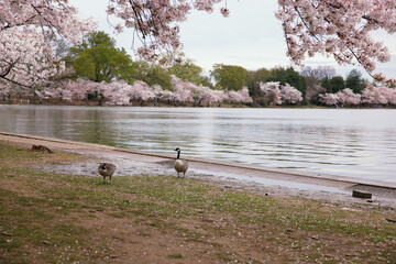 Captivating Beauty: Stunning Images of Washington DC's Cherry Blossoms