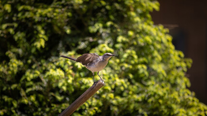 Northern Mockingbird on a shovel handle.