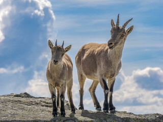 Familia de cabras montesas en Guadarrama