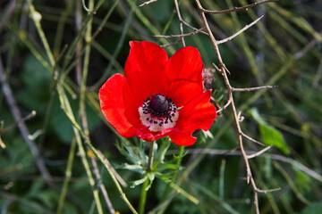 Wild red anemone flowers blooms close-up in spring. Desert of the Negev. Southern Israel.