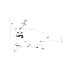 black and white sketch of a cat with a transparent background