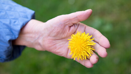 Hand, Senioren, Blume, Symbol - 597247787