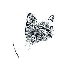 black and white sketch of a cat with a transparent background