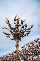 Single tree trunk with bare crown without foliage in winter against cloudy gloomy sky