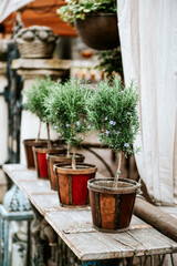Green blooming rosemary plants in flower pots standing on wooden bench outdoors. Spring herbs gardening