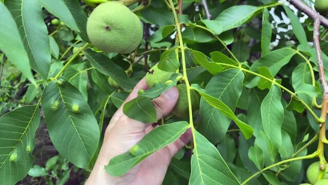 Ripe walnuts. Green leaves and fruits of walnut.