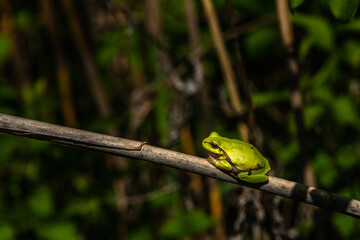 reptile eastern tree frog sits on a reed stalk on a sunny spring day